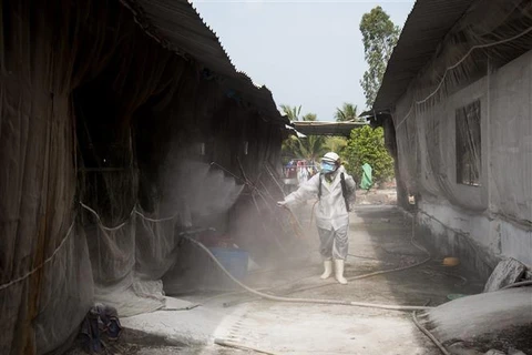 Phun thuốc tiêu độc khử trùng tại một trang trại lợn tại xã Thạnh Đông, huyện Tân Hiệp (Kiên Giang) hồi tháng 1/2021. (Ảnh: Hồng Đạt/TTXVN)
