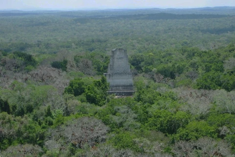 Thành phố Tikal thuộc nền văn minh Maya cổ đại là một trong những địa điểm khảo cổ được được nghiên cứu kỹ lưỡng nhất trên thế giới. (Nguồn: brown.edu)