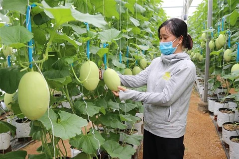 Mô hình sản xuất dưa lưới theo hướng nông nghiệp công nghệ cao tại xã Phước Tiến, huyện Bác Ái (Ninh Thuận). (Ảnh: Nguyễn Thành/TTXVN)