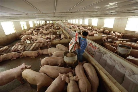 Một trang trại nuôi lợn ở huyện Ba Vì (Hà Nội). (Ảnh: Vũ Sinh/TTXVN)