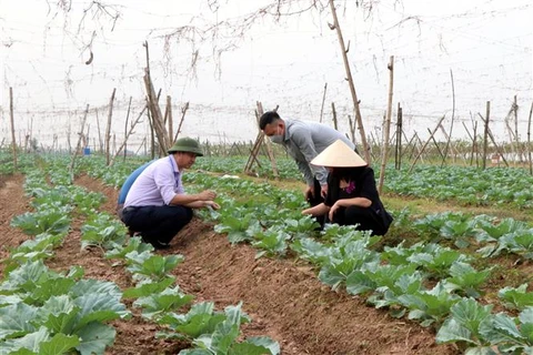 Lãnh đạo Sở Nông nghiệp và Phát triển nông thôn Hải Dương kiểm tra vùng trồng rau xuất khẩu tại thị xã Kinh Môn. (Ảnh: Mạnh Tú/TTXVN)