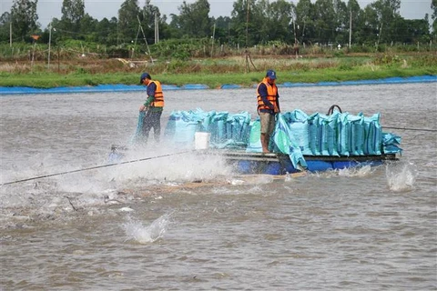 Vùng nuôi cá tra xuất khẩu của Công ty Cổ phần Tập đoàn Nam Việt tại huyện Châu Phú (tỉnh An Giang - Đồng bằng Sông Cửu Long). (Ảnh: Công Mạo/TTXVN)
