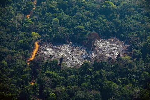 Một khoảng rừng Amazon bị chặt phá tại Altamira, bang Para (Brazil), hồi năm 2019. (Ảnh: AFP/TTXVN)