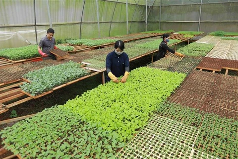 Sản xuất cây giống ra tại hợp tác xã Tinh Hoa Farm ở phường Tân Lập, thành phố Buôn Ma Thuột. (Ảnh: Vũ Sinh/TTXVN)