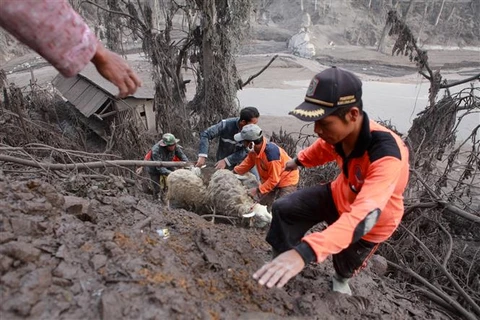 Người dân sơ tán gia súc sau khi núi lửa Semeru trên đảo Java của Indonesia phun trào trở lại vào ngày 5/12/2021. (Ảnh: THX/TTXVN)