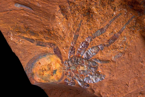 Mẫu hóa thạch nhện được phát hiện ở vùng đầm lầy McGraths của Australia. (Nguồn: cnet.com)