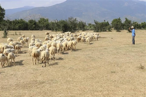 Vùng chăn nuôi cừu của Ninh Thuận tập trung ở xã Phước Trung, huyện Bác Ái. (Ảnh: Nguyễn Thành/TTXVN)