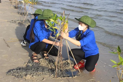 Lực lượng đoàn viên, thanh niên xã Cam Thành Bắc, huyện Cam Lâm (tỉnh Khánh Hòa) hưởng ứng trồng cây đước ở rừng ngập mặn ven đầm Thủy Triều. (Ảnh: Phan Sáu-TTXVN)