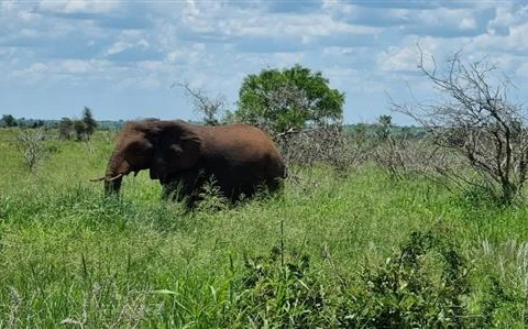 Một con voi trong Vườn quốc gia Kruger - khu bảo tồn động vật hoang dã lớn nhất Nam Phi. (Ảnh: Hồng Minh/TTXVN)