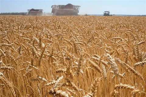Một cánh đồng lúa mỳ tại Karpenkovo (Nga). (Ảnh: AFP/TTXVN)