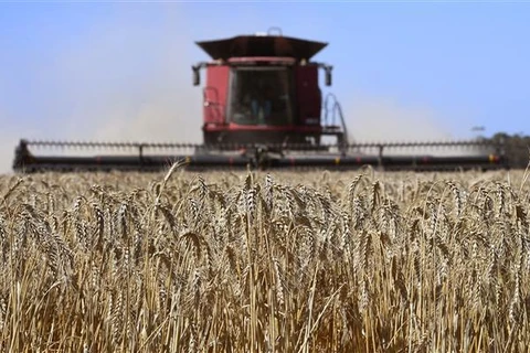 Thu hoạch lúa mỳ tại Inverleigh, cách thành phố Melbourne (Australia) khoảng 100km. (Ảnh: AFP/TTXVN)
