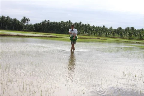 Cơ quan khí tượng cảnh báo xâm nhập mặn ở Đồng bằng sông Cửu Long có xu thế tăng dần trong những ngày tới. (Ảnh: Công Trí/TTXVN)