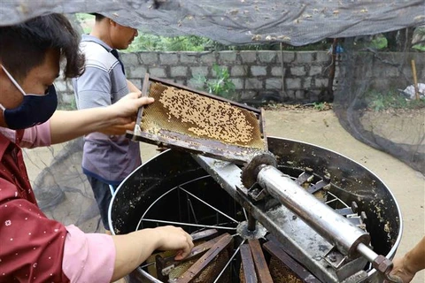 Người dân quay mật từ những cầu ong ở Hưng Yên. (Ảnh: Đinh Tuấn/TTXVN)