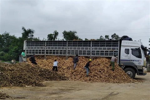 Hiệp hội Sắn Việt Nam cho biết hiện ngành sắn đang phải đối mặt với khó khăn rất lớn và có nguy cơ sụp đổ hoàn toàn khi Tổng cục Thuế có công văn số 632/TCT-TTKT. (Ảnh: Đức Thọ/TTXVN)
