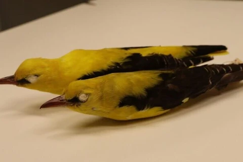 Mẫu vật chim vàng anh Á-Âu từ Bảo tàng Lịch sử Tự nhiên Steinhardt, Đại học Tel Aviv. (Nguồn: timesofisrael.com)