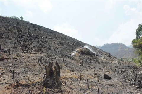 Người dân đốt dọn diện tích rừng bị phá để lấy đất sản xuất thuộc lâm phần Công ty cổ phần Tập đoàn Tân Mai-Chi nhánh Đắk Lắk quản lý. (Ảnh: Tuấn Anh/TTXVN)