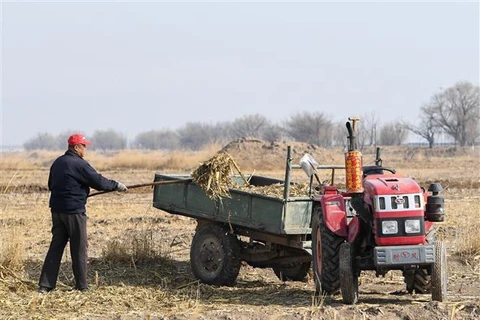 Nông dân làm việc trên cánh đồng ở Hohhot, Khu tự trị Nội Mông (Trung Quốc). (Ảnh: THX/TTXVN)