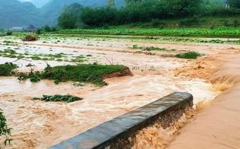 Rau màu bị ngập úng nghiêm trọng khi mưa lớn liên tục xuất hiện ở Lạng Sơn từ đêm 9/5 đến sáng 10/5. (Ảnh: TTXVN phát)