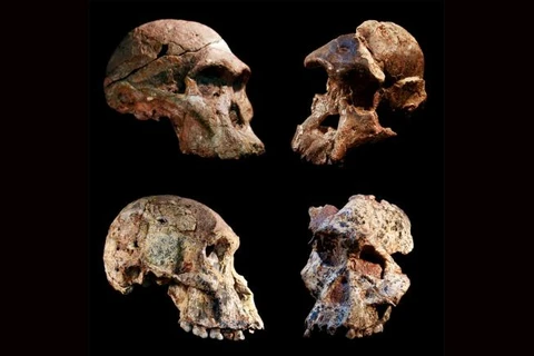 Những mẫu hóa thạch Australopithecus được tìm thấy trong hang động Sterkfontein ở Nam Phi. (Nguồn: CNN)