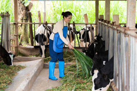 Chị Thiên Nga - một trong những phụ nữ chăn nuôi bò sữa tiêu biểu tại Lâm Đồng, chị vừa hoàn thành tốt công việc tại nông trại vừa chăm lo việc nhà chu đáo.