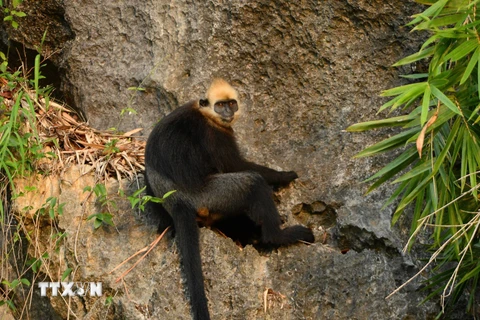 Voọc Cát Bà với đặc trưng là lông tóc trên đầu có màu vàng, tên khoa học là Trachypithecus poliocephalus, là một trong những loài linh trưởng quý hiếm nhất trên thế giới và chỉ được tìm thấy trên đảo Cát Bà, ngoài khơi thành phố Hải Phòng. (Ảnh: Minh Đức/