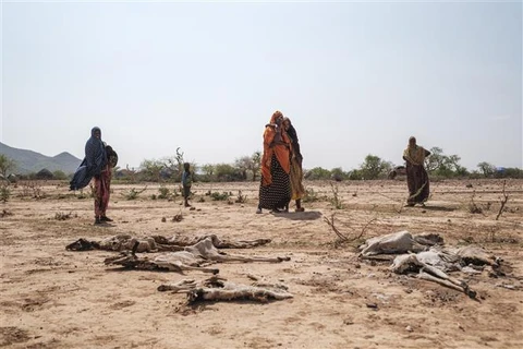 Người dân đứng cạnh xác vật nuôi bị chết do hạn hán tại Gode (Ethiopia), ngày 7/4/2022. (Ảnh: AFP/TTXVN)