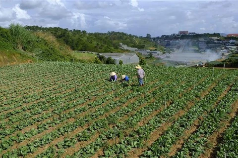 Dự kiến trong các tháng cuối năm 2022, toàn tỉnh Lâm Đồng có trên 30.000ha rau các loại với sản lượng dự kiến 7.000-8.000 tấn/ngày. (Ảnh: Đặng Tuấn/TTXVN)