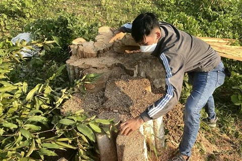 Một gốc cây bằng lăng có đường kính lớn vừa bị chặt hạ thuộc khu vực rừng xã Sơn Hội, huyện Sơn Hòa (Phú Yên). (Ảnh: Tường Quân/TTXVN)