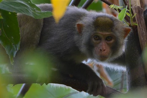 Loài khỉ đuôi lợn tại Vườn Quốc gia Kon Ka Kinh - một trong hai vùng lõi của khu dự trữ sinh quyển thế giới Cao nguyên Kon Hà Nừng. (Ảnh minh họa: TTXVN phát)