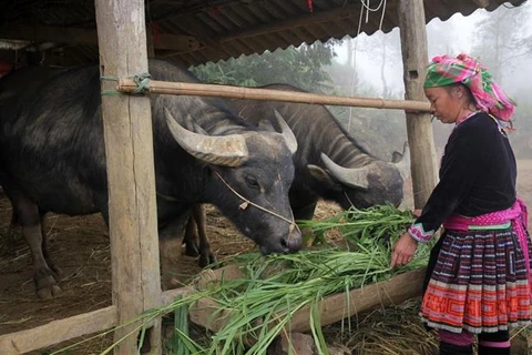 Người dân bản Phìn Chải, xã Giang Ma, huyện Tam Đường (Lai Châu) chủ động trồng cỏ thêm nguồn thức ăn xanh cho gia súc. (Ảnh: Nguyễn Oanh/TTXVN)