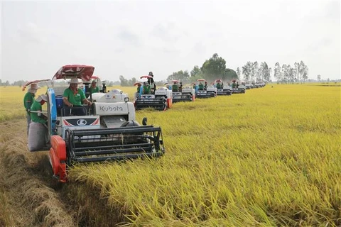 Thu hoạch lúa phục vụ xuất khẩu ở huyện Thoái Sơn (An Giang). (Ảnh: Công Mạo/TTXVN)