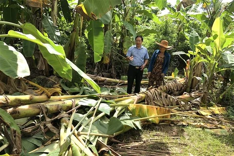 Vườn chuối của người dân ấp 7, xã Thanh Sơn bị voi rừng quật ngã vào giữa tháng 9/2022. (Ảnh: TTXVN phát)