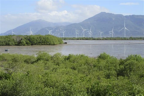 Mô hình trồng rừng ngập mặn phục hồi hệ sinh thái, ứng phó biến đổi khí hậu tại khu vực Đầm Nại (huyện Ninh Hải). (Ảnh: Nguyễn Thành/TTXVN)