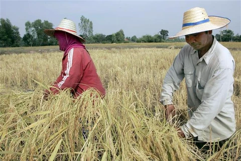 Nông dân thu hoạch lúa trên cánh đồng ở tỉnh Roi Et (Thái Lan). (Ảnh: AFP/TTXVN)
