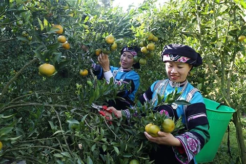 Niềm vui của đồng bào dân tộc Bố Y, xã Lao Chải, thị trấn Mường Khương, thu hoạch quýt được mùa, được giá. (Ảnh: Quốc Khánh/TTXVN)