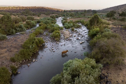 Sông Jordan là biên giới tự nhiên giữa Israel và Jordan. (Nguồn: AP)