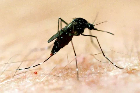 Bệnh viêm não Nhật Bản do virus JEV gây ra, thông qua muỗi truyền bệnh và phổ biến ở những khu vực có muỗi hoạt động mạnh. (Nguồn: The Guardian)
