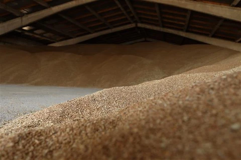 Ngũ cốc được trữ tại kho trong nông trại ở Odessa (Ukraine), ngày 14/6/2022. (Ảnh: AFP/TTXVN)