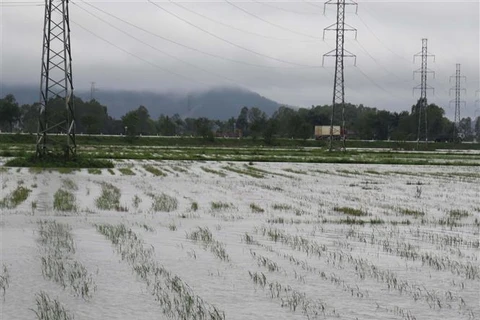 Một cánh đồng lúa ở Nghệ An bị ngập sau mưa lớn, hồi tháng 11/2022. (Ảnh : Nguyễn Văn Nhật/TTXVN)