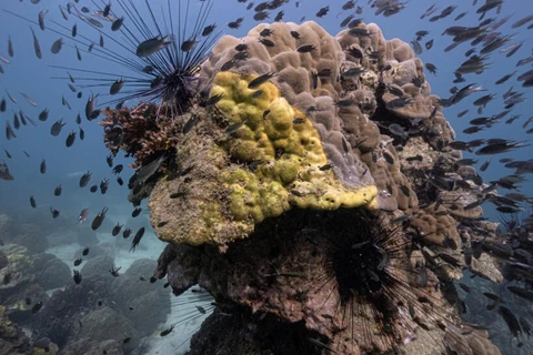 Bệnh quầng vàng lây lan nhanh đang tàn phá các rạn san hô của Thái Lan. (Nguồn: France 24)
