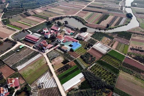 Diện tích chuyển đổi từ trồng lúa sang mô hình trồng hoa cây cảnh đem lại kinh tế cao tại xã Mễ Sở, huyện Văn Giang (Hưng Yên). (Ảnh: Phạm Kiên/TTXVN)