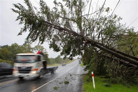 Cây cối bị quật đổ do bão Gabrielle tại Auckland (New Zealand), ngày 14/2/2023. (Ảnh: THX/TTXVN)