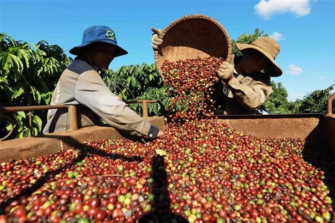 Thu hoạch càphê ở vùng trồng của Công ty Simexco Daklak, thành phố Buôn Ma Thuột (Đắk Lắk). (Ảnh: Vũ Sinh/TTXVN)