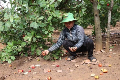 Người dân xã Ia Khai, huyện Ia Grai (Gia Lai) nhặt hạt điều từ trái chín rụng. (Ảnh: Hồng Điệp/TTXVN)