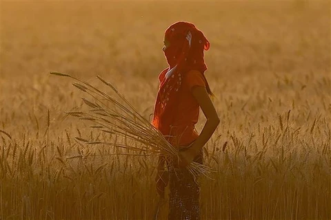 Nông dân thu hoạch lúa mỳ trên cánh đồng ở ngoại ô Faridabad (Ấn Độ) ngày 4/4/2021. (Ảnh: AFP/TTXVN)