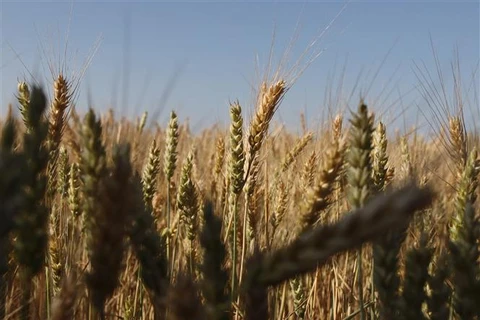 Ngũ cốc được trồng trên cánh đồng tại Izmail (Ukraine). (Ảnh: AFP/TTXVN)