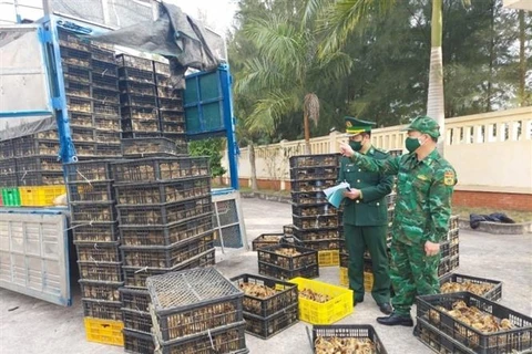 Bộ Nông nghiệp và Phát triển nông thôn vừa có văn bản về việc tăng cường kiểm soát việc vận chuyển gia cầm qua biên giới vào Việt Nam. (Ảnh: TTXVN phát)