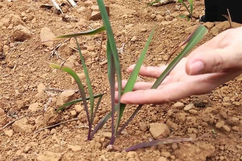 Những cây ngô được trồng ở xã Mã Ba, huyện Hà Quảng (Cao Bằng) không thể phát triển vì hạn hán, thời điểm cuối tháng Tư vừa qua. (Ảnh: Quốc Đạt/TTXVN)