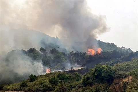 Cháy rừng ở đảo Vĩnh Thực, Móng Cái (Quảng Ninh) hồi tháng 12 năm ngoái. (Ảnh minh họa: TTXVN phát)