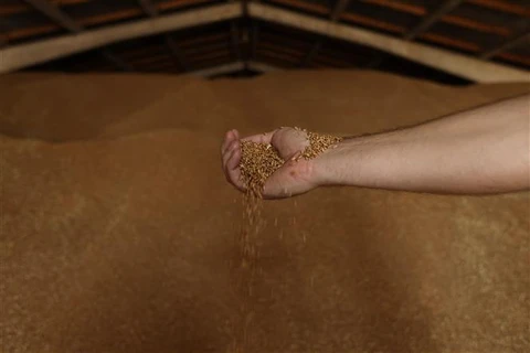 Lúa mỳ được trữ tại kho trong nông trại gần Izmail thuộc vùng Odessa (Ukraine). (Ảnh: AFP/TTXVN)